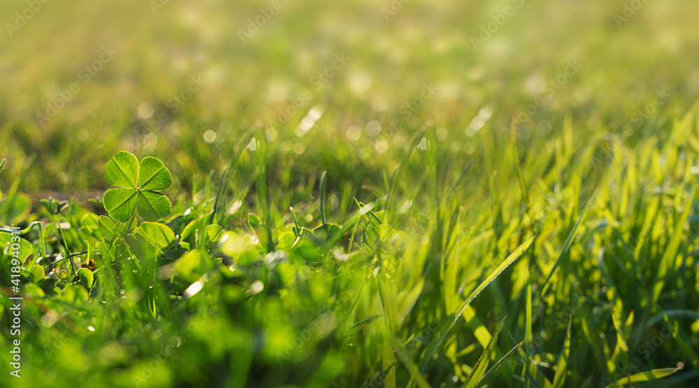 Dewy fresh grass in spring sun. Seasonal meadow background with light bokeh and short depth of field. Dewy fresh grass in spring sun. Seasonal meadow background with light bokeh and short depth of field.