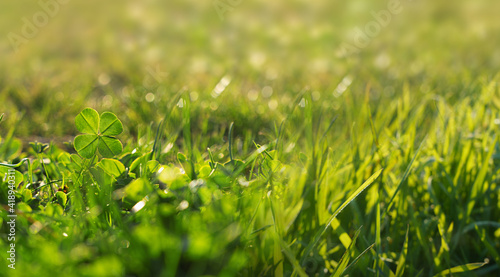 Dewy fresh grass in spring sun. Seasonal meadow background with light bokeh and short depth of field.