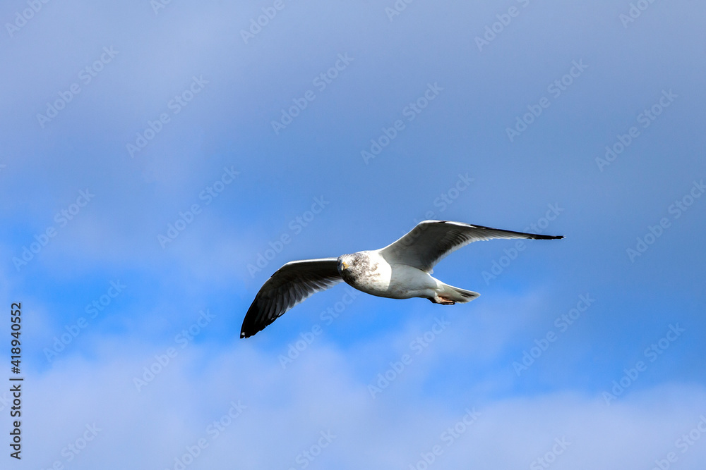 seagull flying against cloudy sky of New York, Usa seagull flying against cloudy sky of New York, Usa