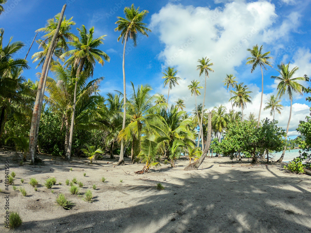 Palmiers sur une plage paradisiaque à Taha'a, Polynésie française Palmiers sur une plage paradisiaque à Taha'a, Polynésie française