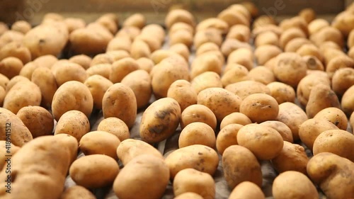 Potato harvest. Potato cleaning process in food production factory.