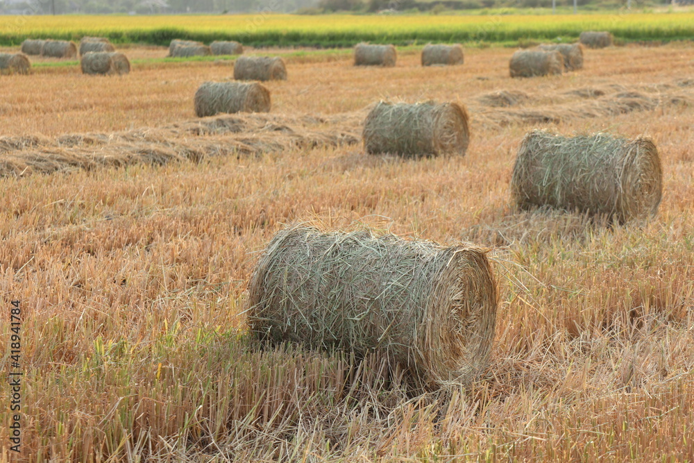 hay bales in the field hay bales in the field