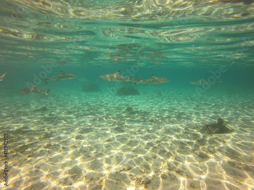 Requins de lagon à Taha'a, Polynésie française
