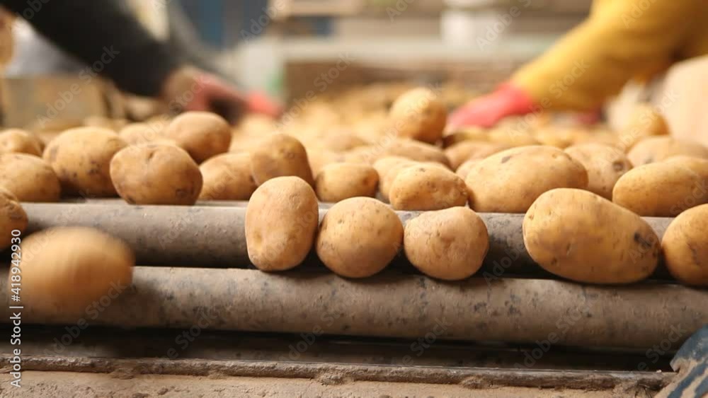 Potato harvest. Potato cleaning process in food production factory.