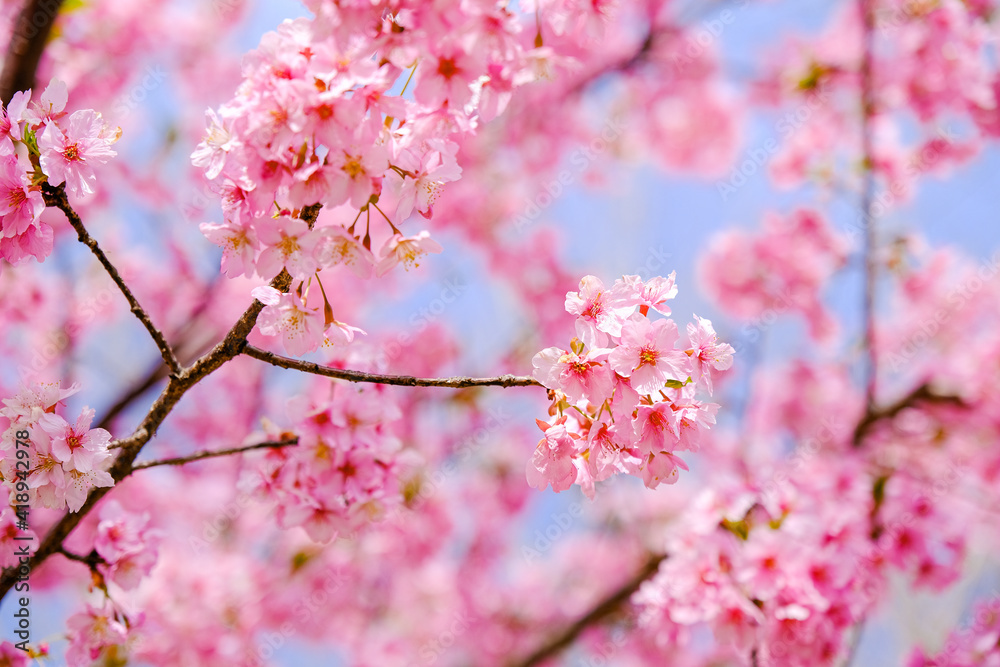 駿府城 河津桜