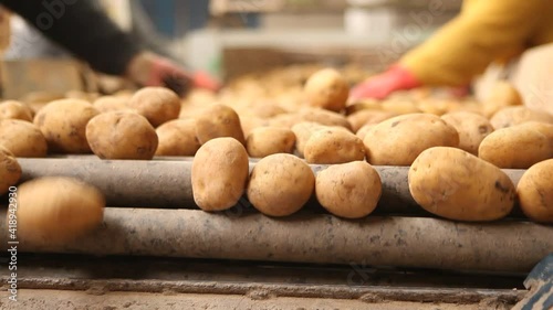 Potato harvest. Potato cleaning process in food production factory.