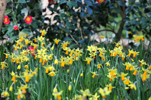Yellow daffodils, 'Jetfire' Narcissus, in flower in early spring