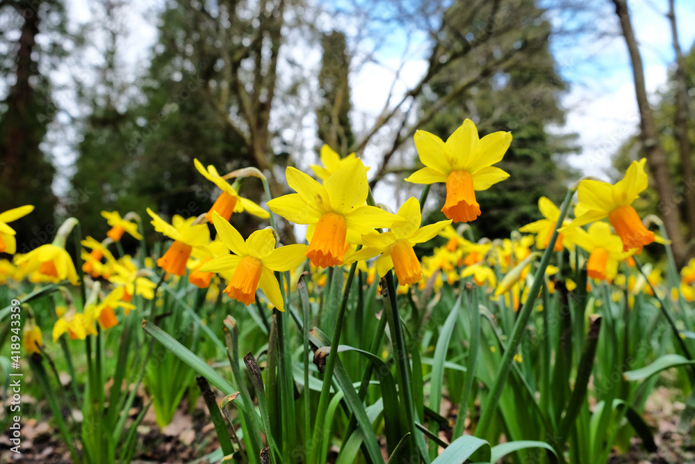 Yellow daffodils, 'Jetfire' Narcissus, in flower in early spring Yellow daffodils, 'Jetfire' Narcissus, in flower in early spring