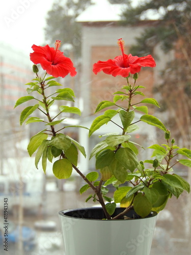 Blooming indoor beautiful potted red hibiscus flower in a pot on the stands windowsill against the window.