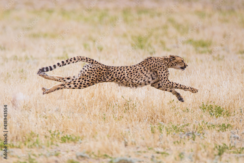 Cheetah hunting in the dry riverbeds of the Kalahari - obrazy, fototapety, plakaty 