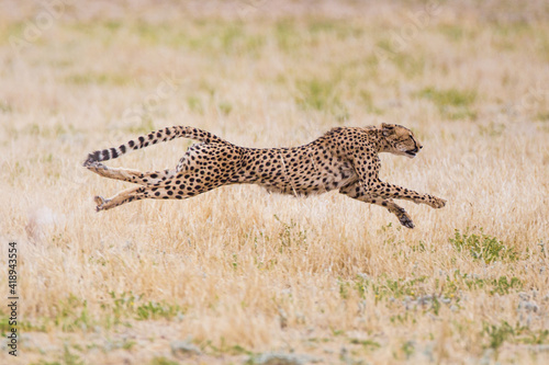 Fototapeta Cheetah hunting in the dry riverbeds of the Kalahari
