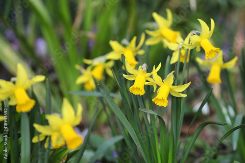 Fototapeta Naklejka Na Ścianę i Meble -  Yellow daffodils, Narcissus, in flower in early spring