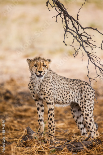 Juvenile Cheetah cub resting on the shade of a thorn tree in the Kalahari