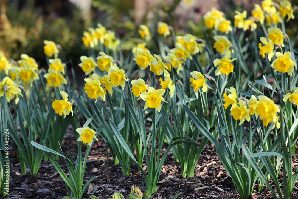 Yellow daffodils, Narcissus, in flower in early spring Yellow daffodils, Narcissus, in flower in early spring