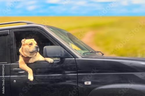 Familty travel concept. Cute dog looks out of the black car on a field road photo