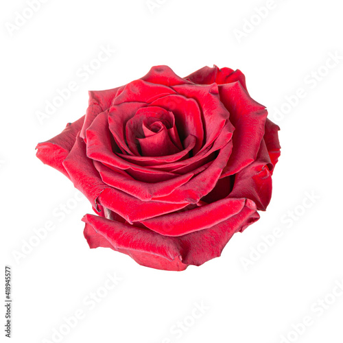 Beautiful red rose bud isolated on white background