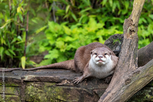 Oriental small-clawed otter crouched on a wall