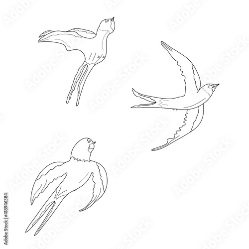 Contour swallows illustration. Idea for decors, picture in frame, gifts, ornaments, patterns, celebrations, invitation, greeting, wedding, spring holidays, nature themes. Isolated vectors. Artwork. 