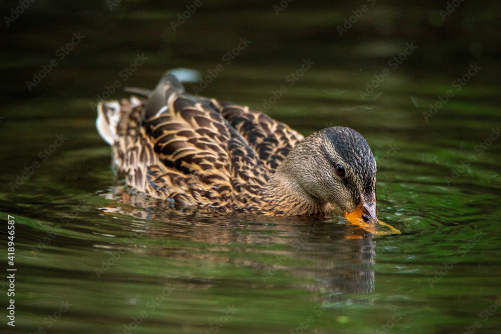 The duck swims in a pond in green water. The duck swims in a pond in green water.