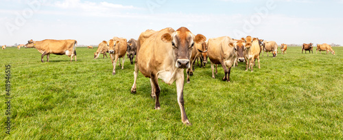 Group of jersey cows grazing in the pasture, peaceful and sunny in Dutch Friesian landscape,