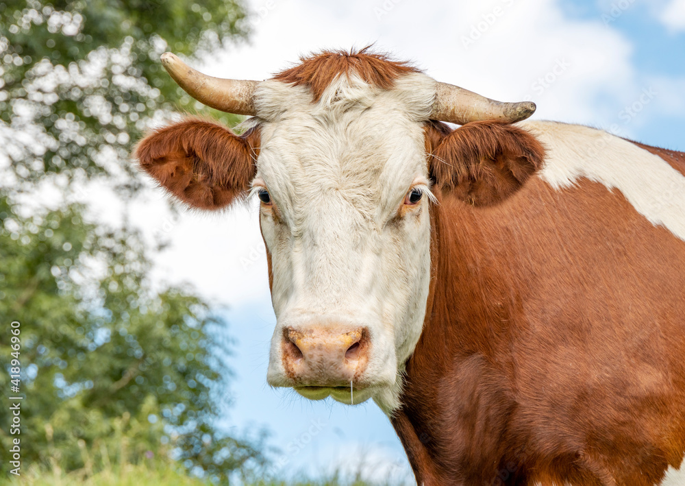 Cow portrait. Close shot of a horned Montbeliarde cow looking shy with tree leaves as background. Cow portrait. Close shot of a horned Montbeliarde cow looking shy with tree leaves as background.