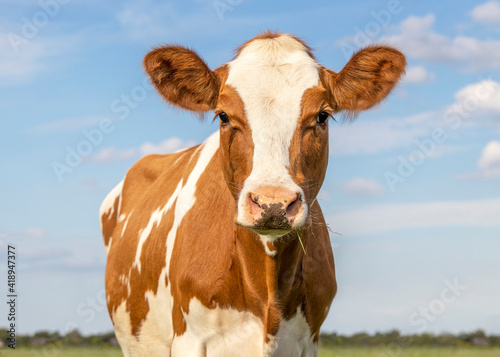 Red cow head with cute eyes and pink nose, lovely and innocent on a blue background. photo