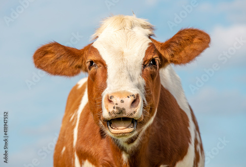 Obraz na płótnie Funny portrait of a mooing cow, silly laughing with mouth open, showing gums and tongue w salonie