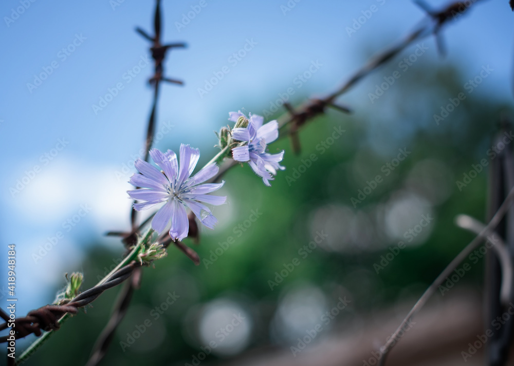 A live daisy flower in a rusty prison wire. The concept of life and the restriction of freedom A live daisy flower in a rusty prison wire. The concept of life and the restriction of freedom