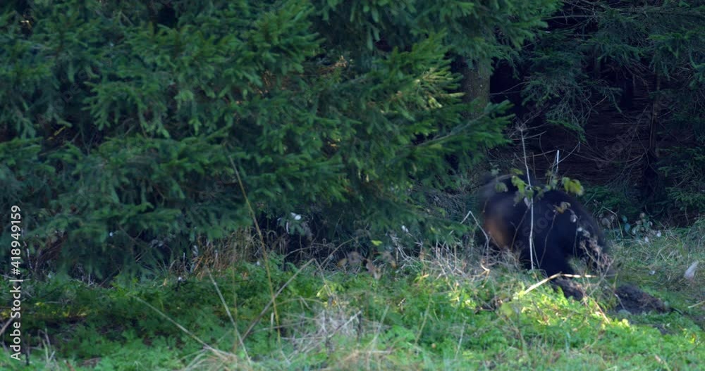 Mother brown bear with two cubs from mountains of Croatia Mother brown bear with two cubs from mountains of Croatia