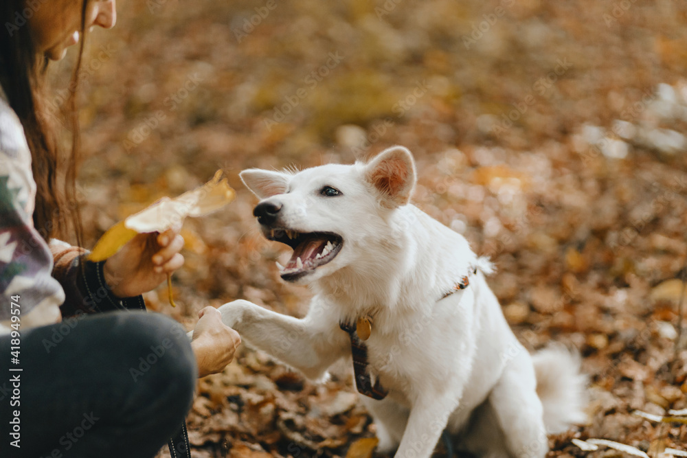 Adorable white dog giving paw for yellow autumn leaf, playing with owner in sunny woods. Cute puppy Adorable white dog giving paw for yellow autumn leaf, playing with owner in sunny woods. Cute puppy