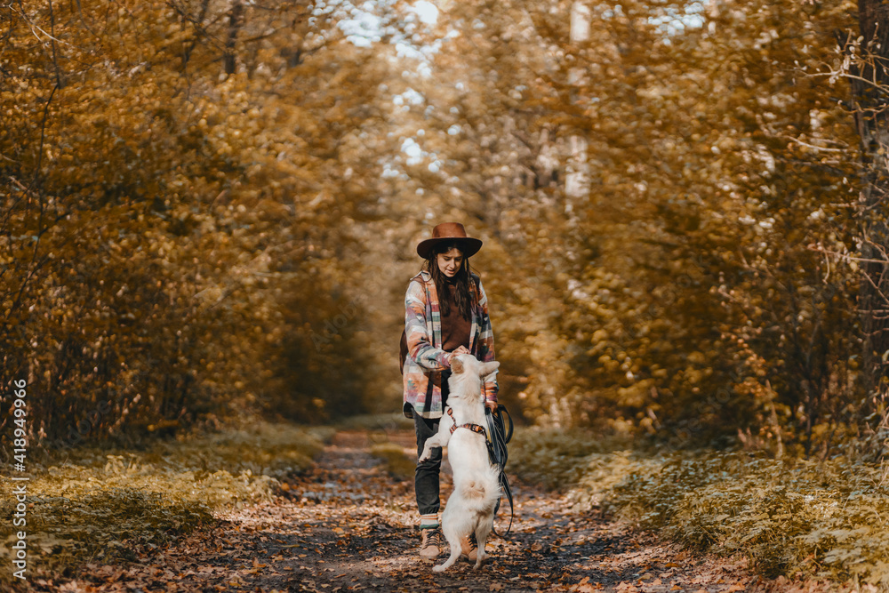 Fototapeta premium Stylish woman training white dog in sunny autumn woods. Cute swiss shepherd puppy learning