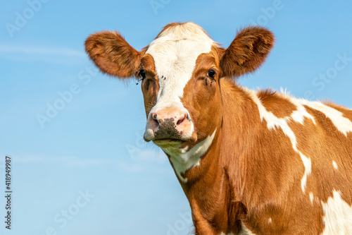 Cow head portrait of a cute and tender young red bovine, with white blaze, pink nose and looking friendly © Clara