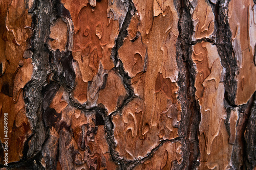 vibrant orange live pine bark texture