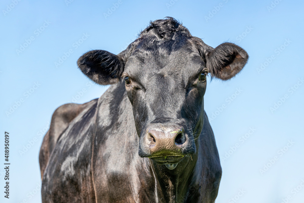 Beautiful black cow, curly toupet, shiny and handsome