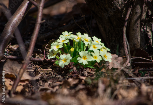 Foto Detail of a seedling of yellow primroses