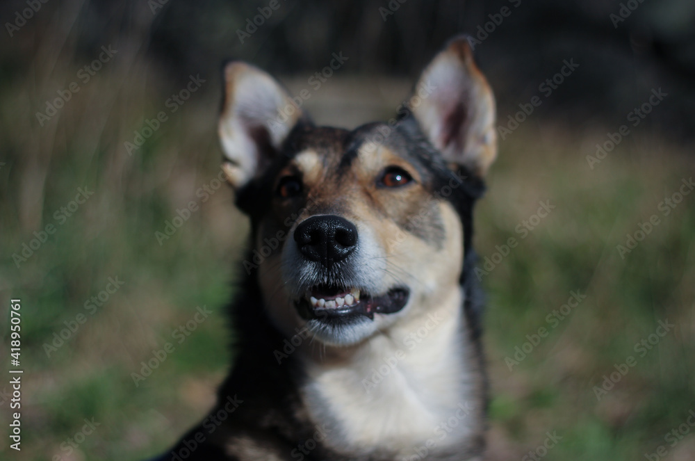 Close-up portrait of happy dog muzzle looking up with open mouth and teeth visible on blurred green nature background 