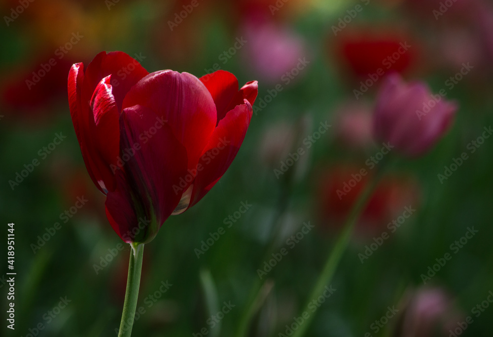 Detail of Dutch tulips in a flowery field