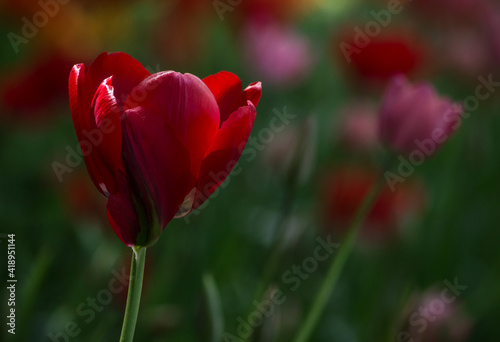 Detail of Dutch tulips in a flowery field