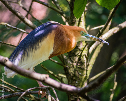 Closeup of a Javan pond heron perched on a tree photo