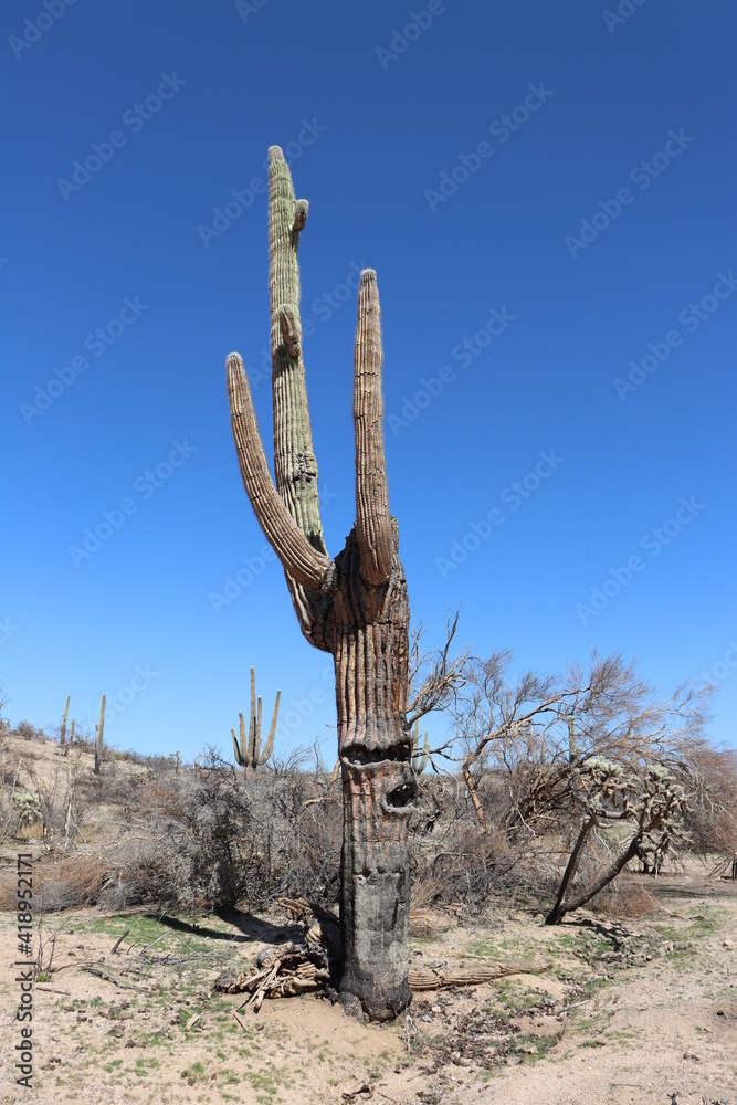 saguaro cactus burnt