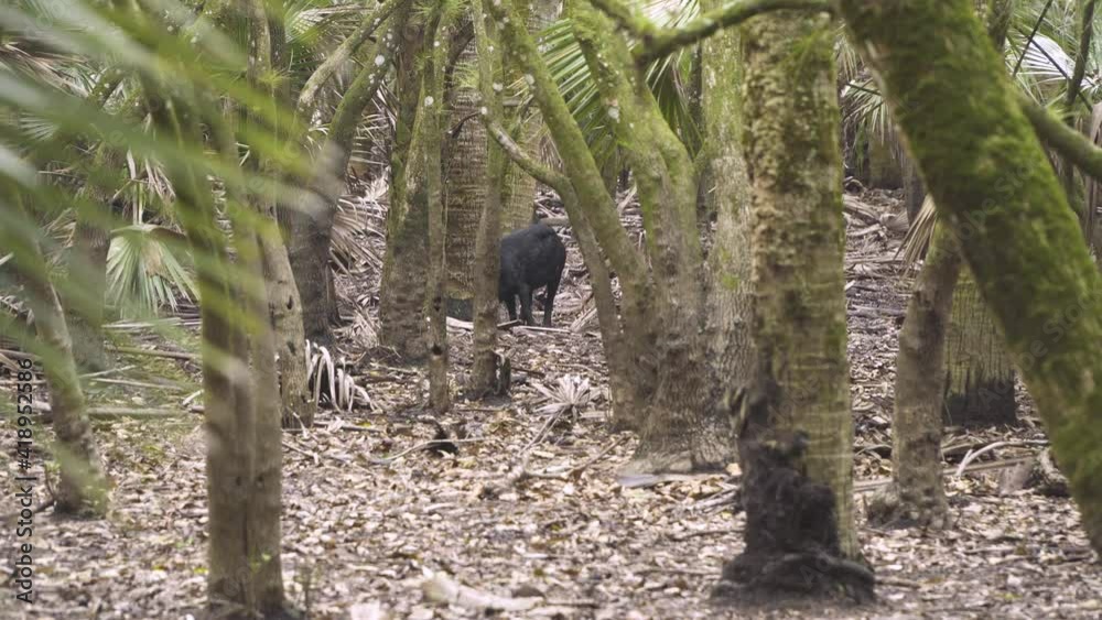 black feral hog in wooded forest looking for food black feral hog in wooded forest looking for food