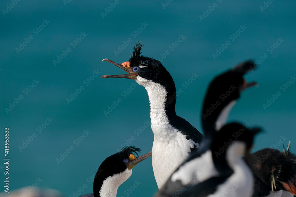 Fototapeta premium King Cormorant (Phalacrocorax atriceps)