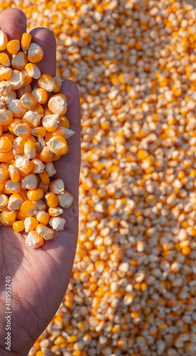 seeds of corn