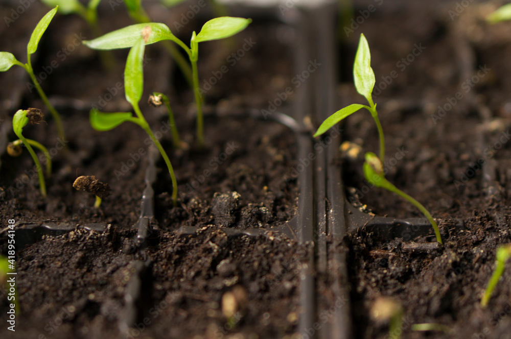 Young leaves of agriculture, growing plants before planting in the ground at the farm. Rotten seeds, young leaves. Young leaves of agriculture, growing plants before planting in the ground at the farm. Rotten seeds, young leaves.