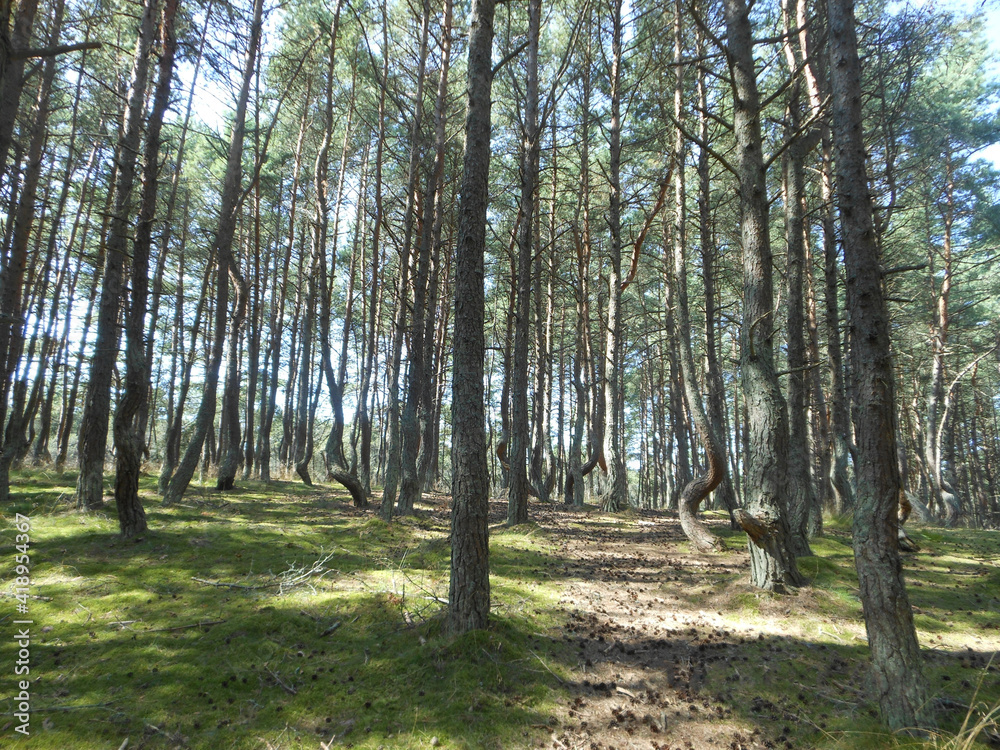 Obraz premium Nereus forest