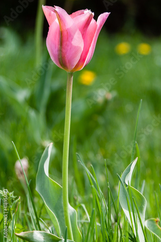 Blooming with colorful tulips