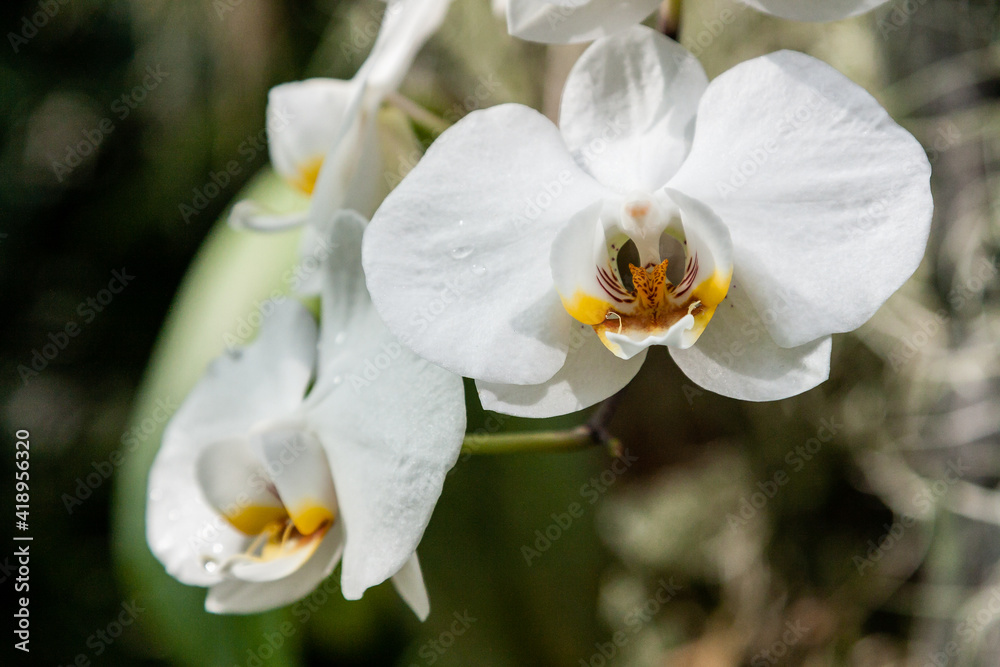 Flowering orchids in the botanical garden Flowering orchids in the botanical garden