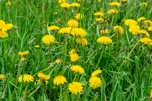Bright yellow dandelion flowers on a green meadow