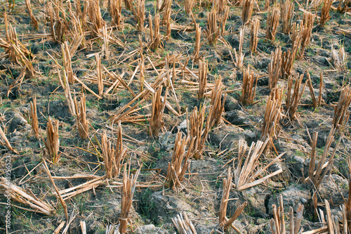 Closeup of dry rice stalks in an agricultural field, after the end of harvesting season. Shot taken in West Bengal.