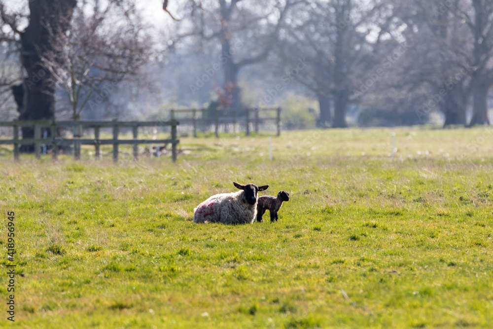 Baby spring lamb following after its mother in a Suffolk farm field. Springtime concept Baby spring lamb following after its mother in a Suffolk farm field. Springtime concept